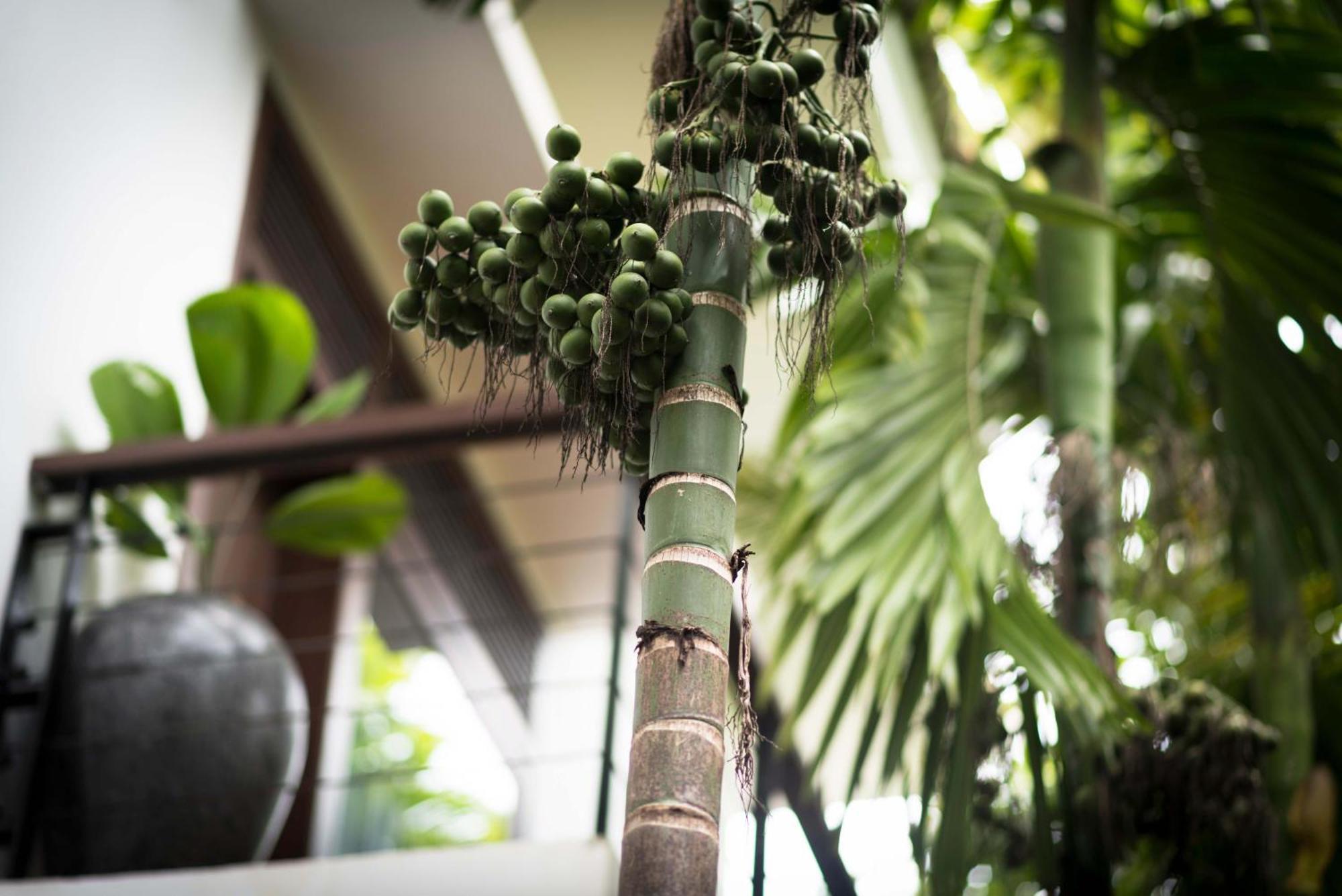 Sokkhak Boutique Resort & Spa Siem Reap Bagian luar foto